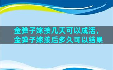 金弹子嫁接几天可以成活，金弹子嫁接后多久可以结果