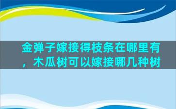 金弹子嫁接得枝条在哪里有，木瓜树可以嫁接哪几种树