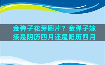 金弹子花芽图片？金弹子嫁接是阴历四月还是阳历四月