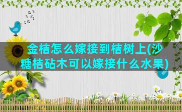 金桔怎么嫁接到桔树上(沙糖桔砧木可以嫁接什么水果)