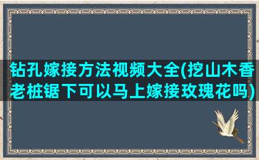 钻孔嫁接方法视频大全(挖山木香老桩锯下可以马上嫁接玫瑰花吗)