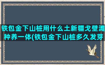 铁包金下山桩用什么土新疆戈壁滩种养一体(铁包金下山桩多久发芽)