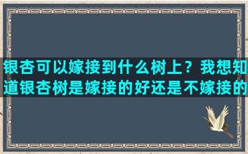 银杏可以嫁接到什么树上？我想知道银杏树是嫁接的好还是不嫁接的好呢