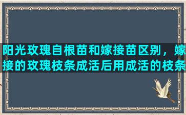 阳光玫瑰自根苗和嫁接苗区别，嫁接的玫瑰枝条成活后用成活的枝条再插纤会不会变异