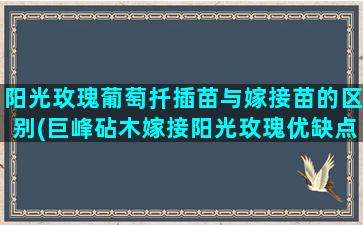 阳光玫瑰葡萄扦插苗与嫁接苗的区别(巨峰砧木嫁接阳光玫瑰优缺点)