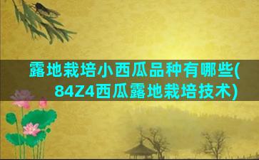 露地栽培小西瓜品种有哪些(84Z4西瓜露地栽培技术)