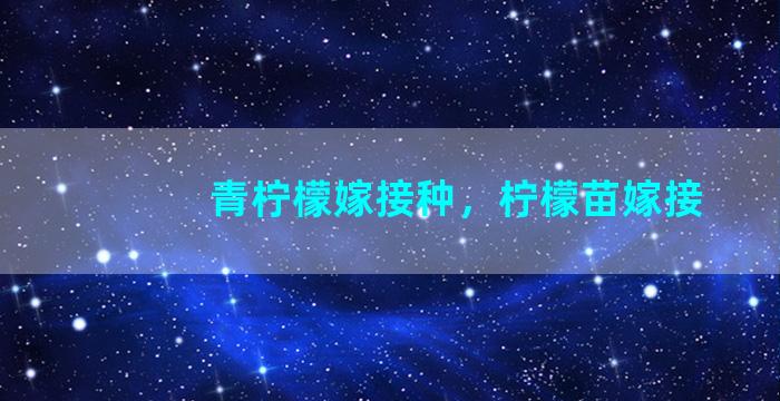 青柠檬嫁接种，柠檬苗嫁接