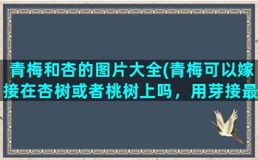 青梅和杏的图片大全(青梅可以嫁接在杏树或者桃树上吗，用芽接最好在什么时间)