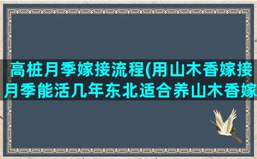 高桩月季嫁接流程(用山木香嫁接月季能活几年东北适合养山木香嫁接月季吗)