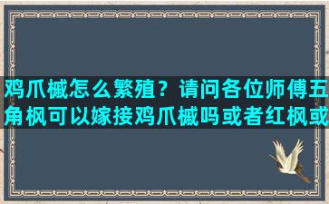 鸡爪槭怎么繁殖？请问各位师傅五角枫可以嫁接鸡爪槭吗或者红枫或者羽毛枫