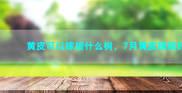 黄皮可以嫁接什么树，7月黄皮嫁接好不好